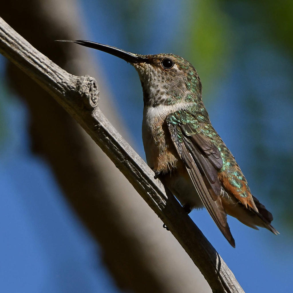 Hummer12.jpg