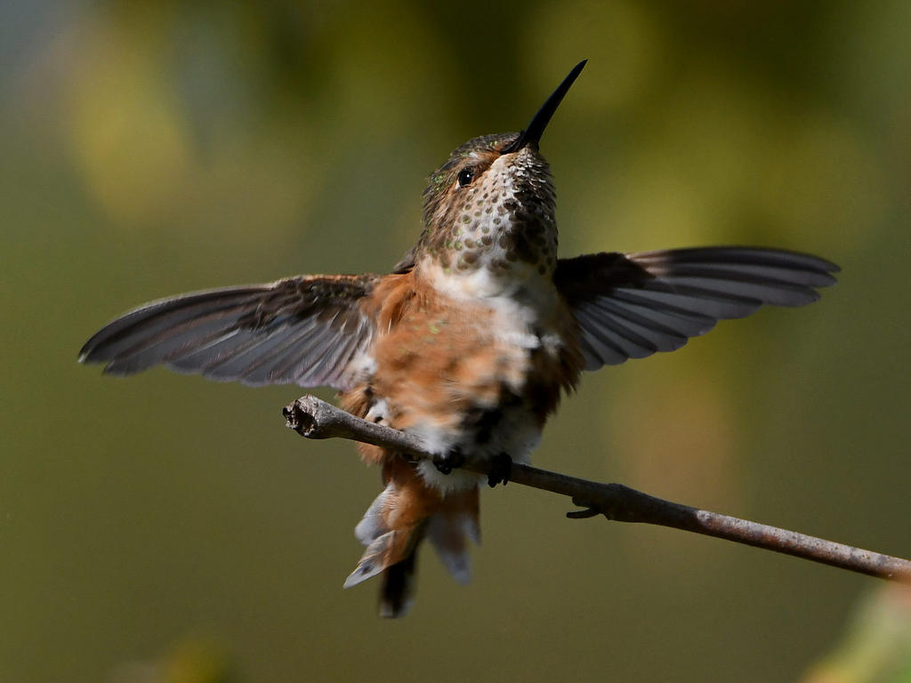 Hummer12.jpg