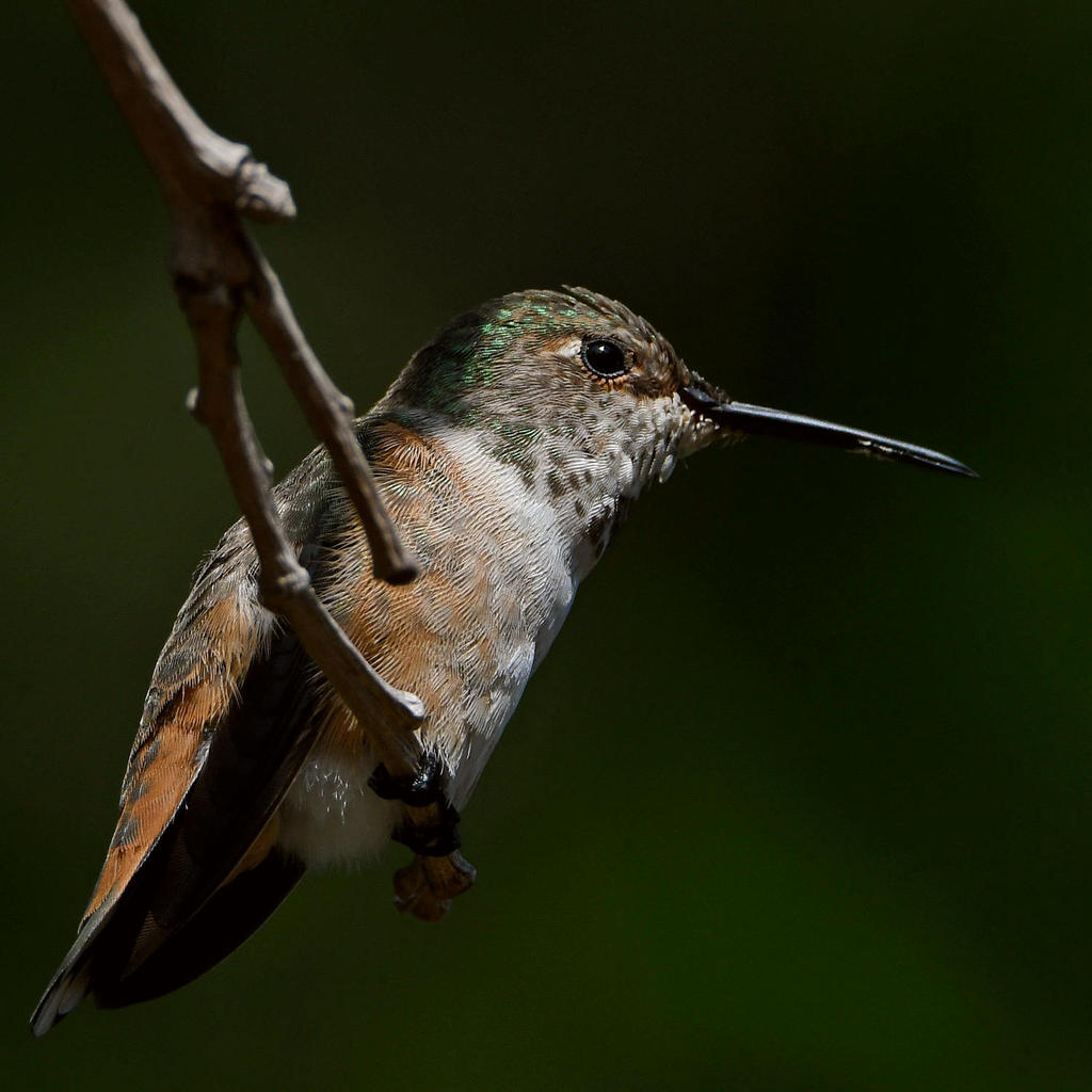 Hummer12.jpg