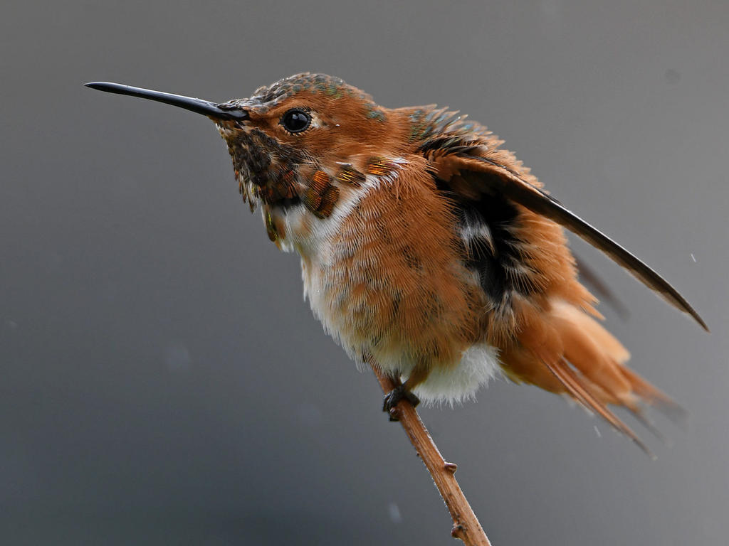 Hummer12.jpg