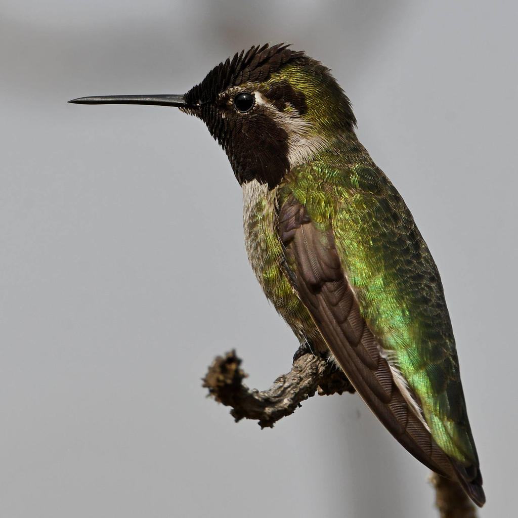 Hummer12.jpg