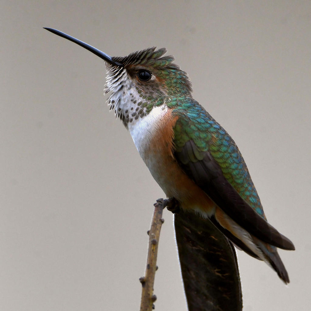 Hummer12.jpg
