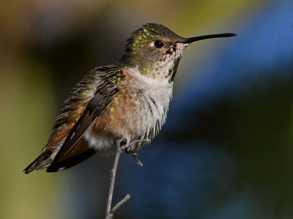 Hummer12.jpg