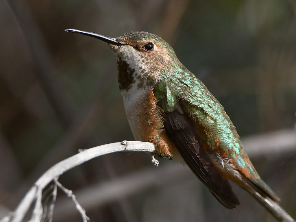 Hummer12.jpg
