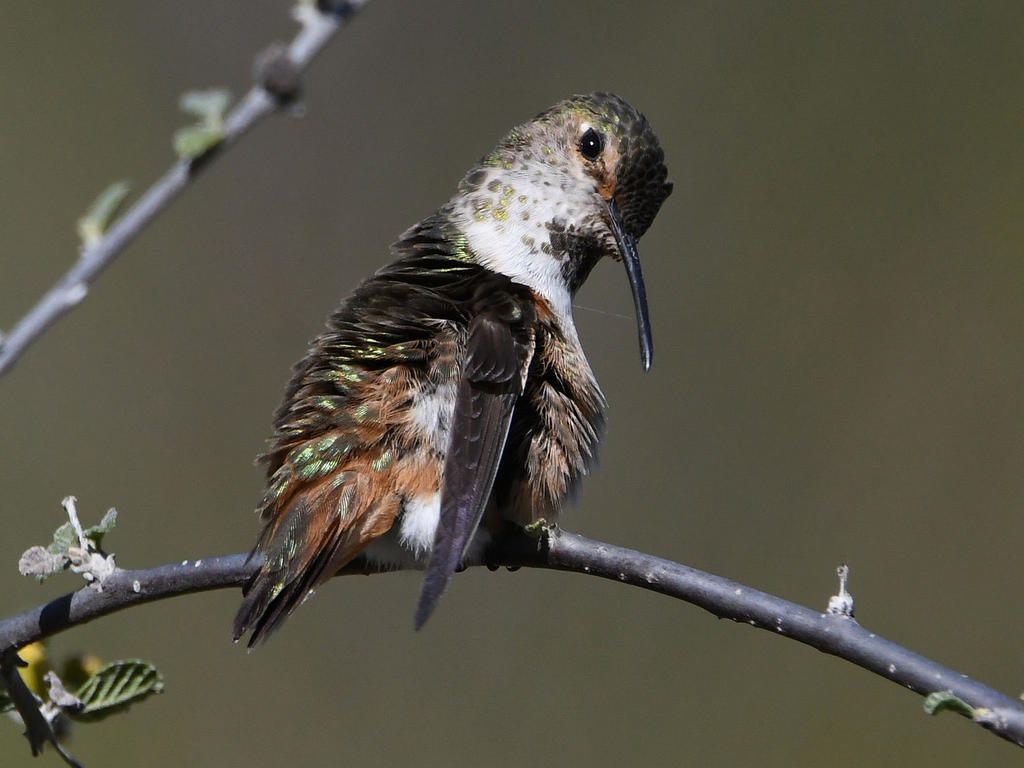 Hummer12.jpg