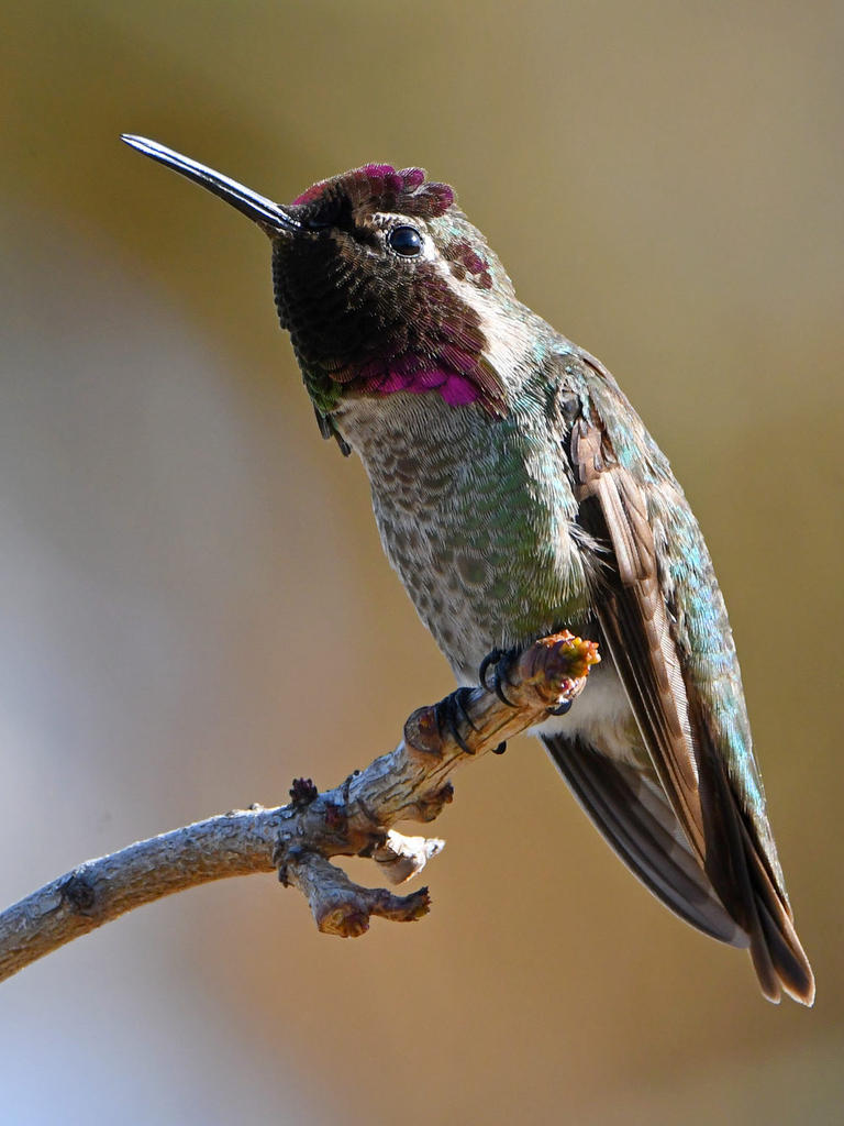 Hummer12.jpg