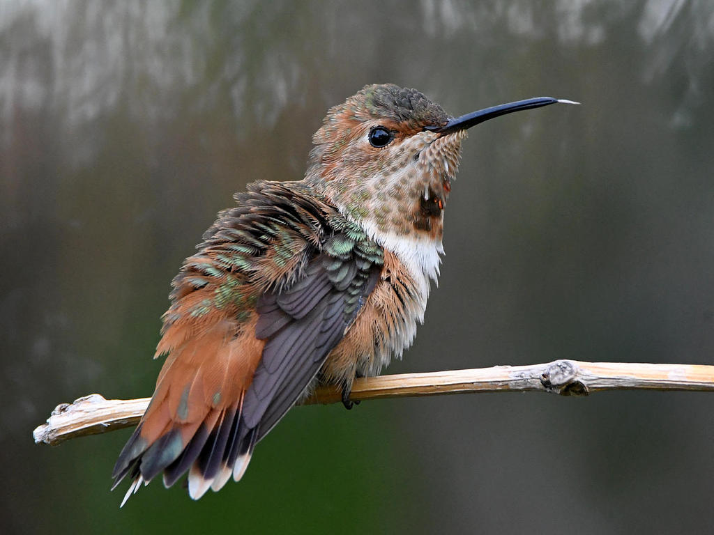 Hummer12.jpg