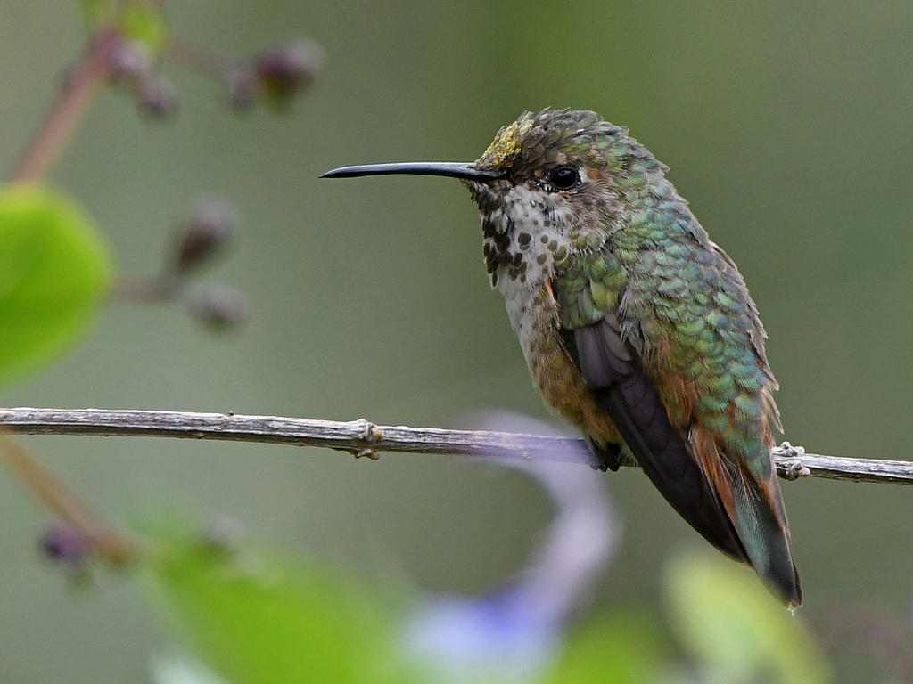 Hummer12.jpg