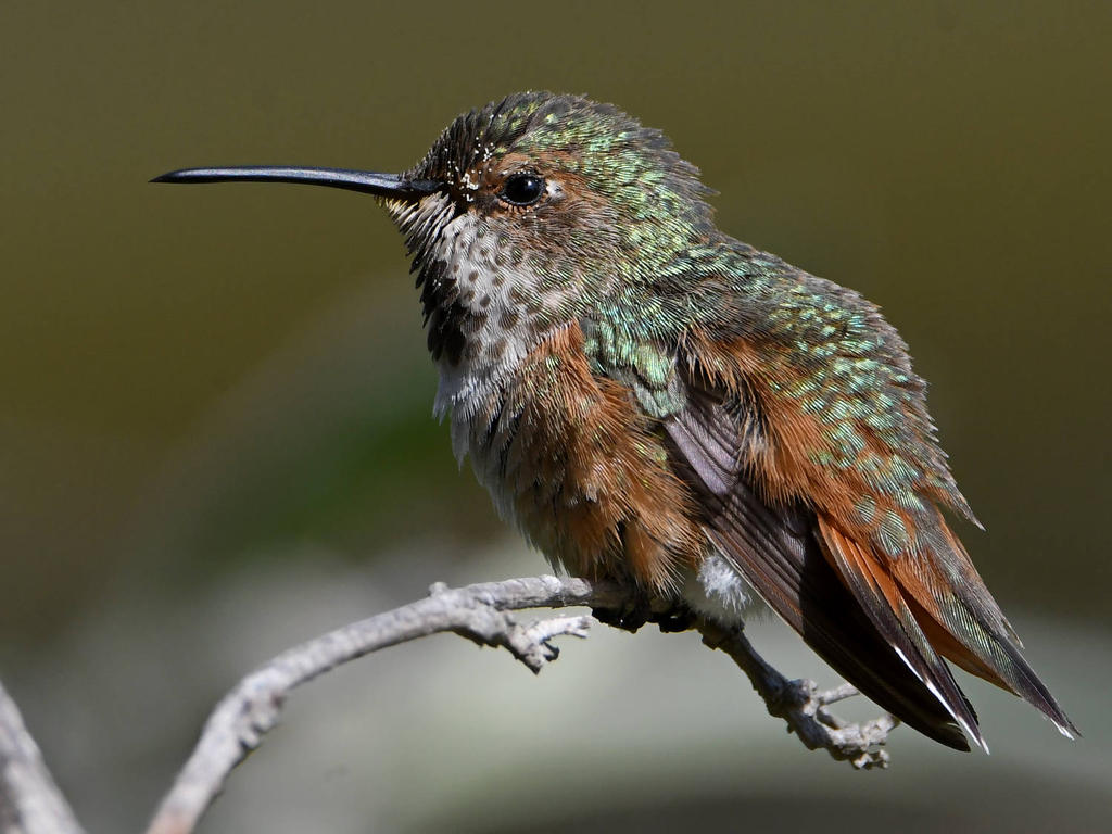 Hummer12.jpg