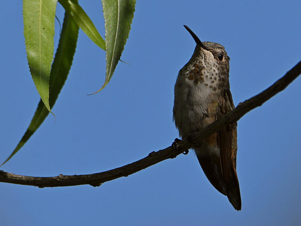Hummer12.jpg