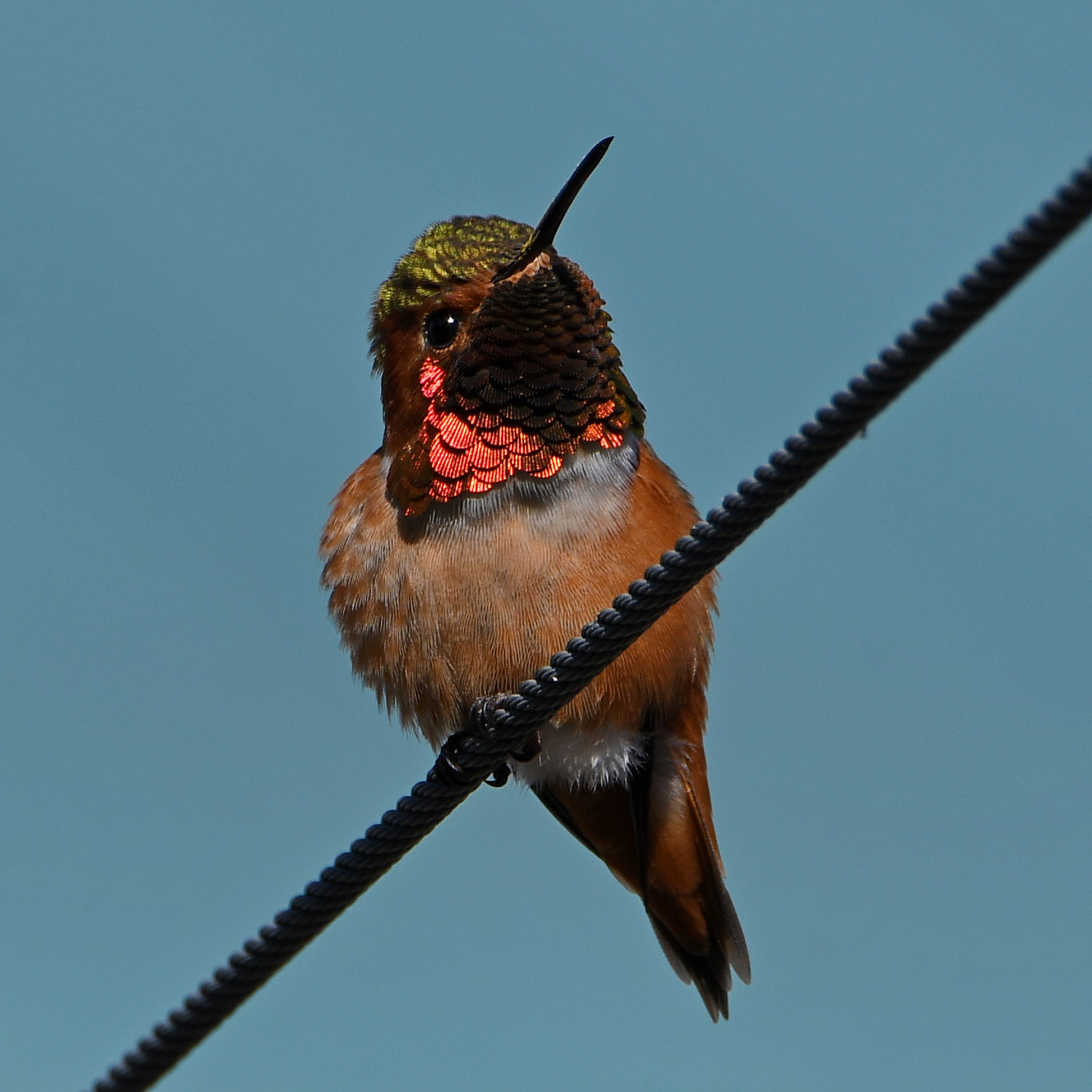 Hummer12.jpg