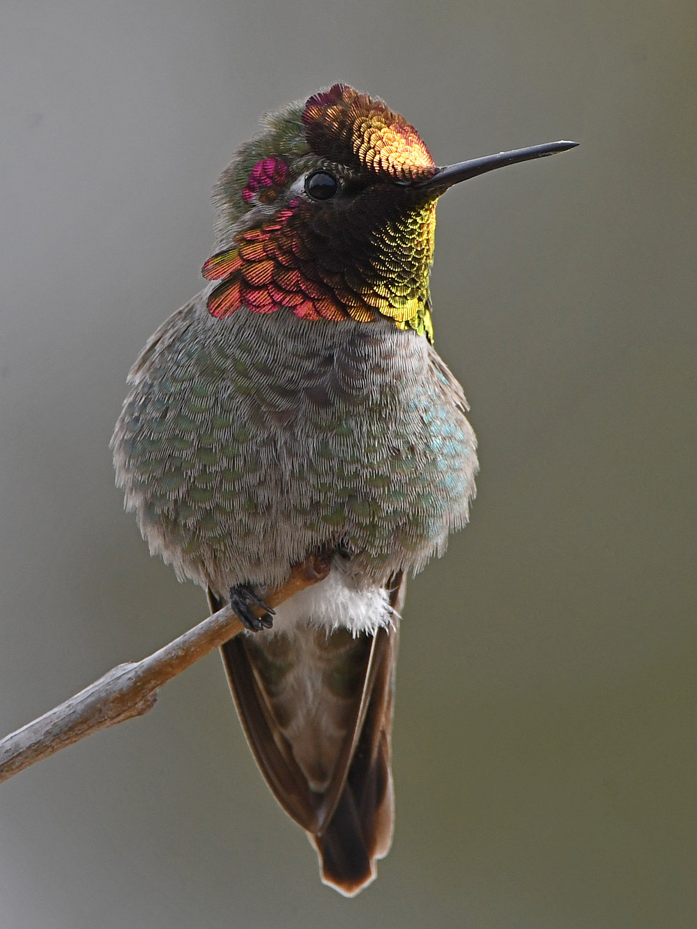 Hummer12.jpg