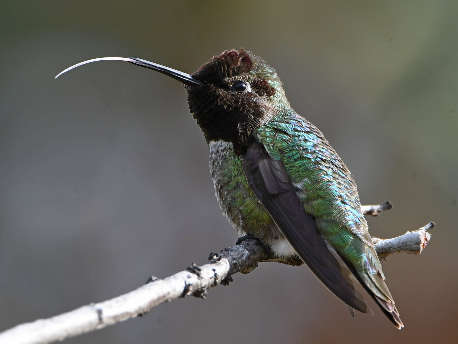 Hummer12.jpg
