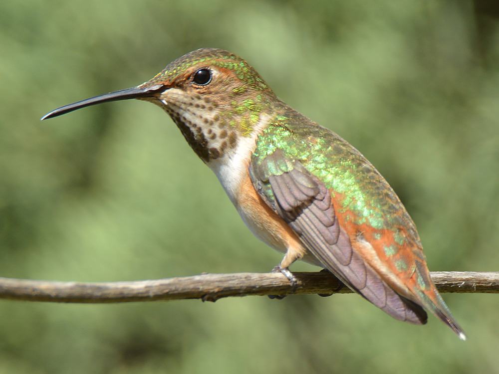Hummer13.jpg