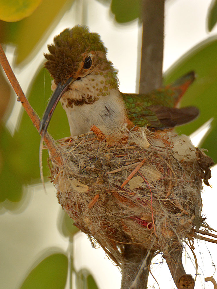 Hummer13.jpg