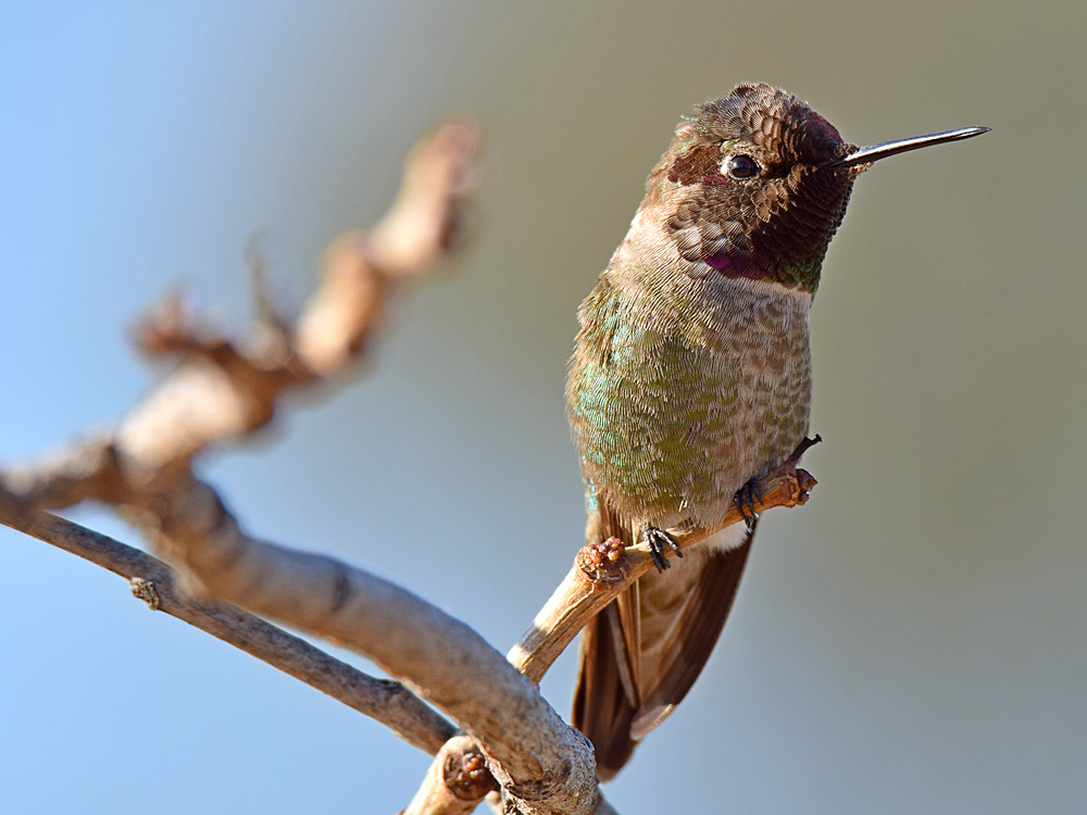 Hummer13.jpg