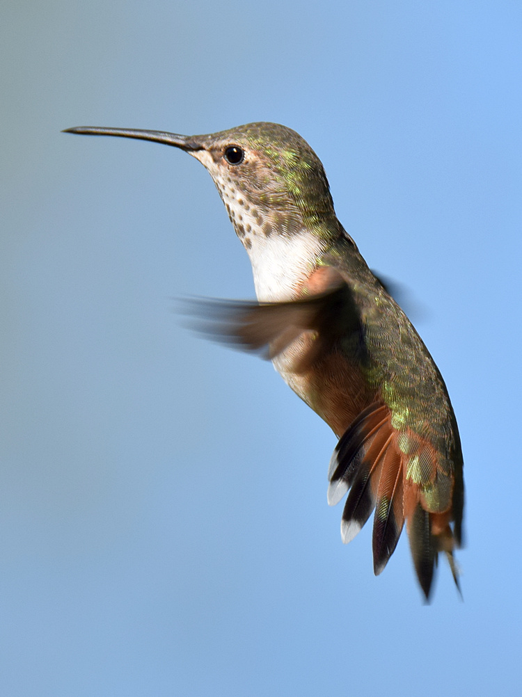 Hummer13.jpg