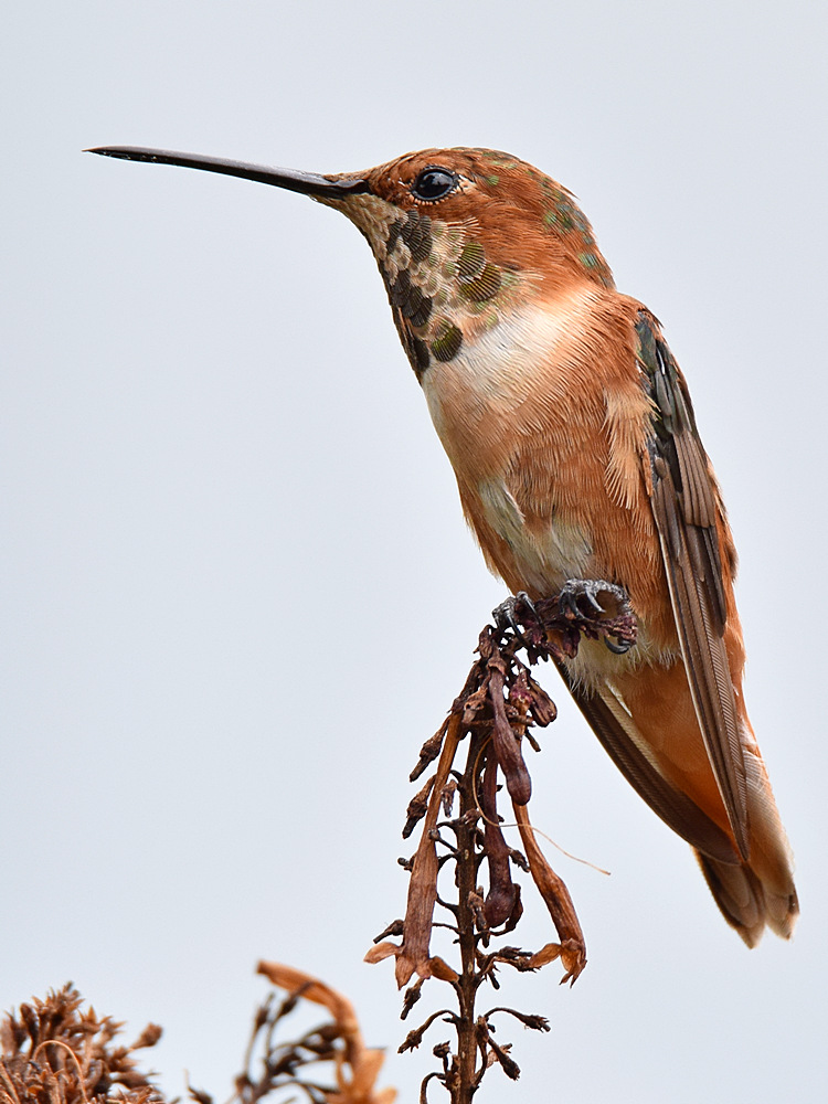 Hummer13.jpg