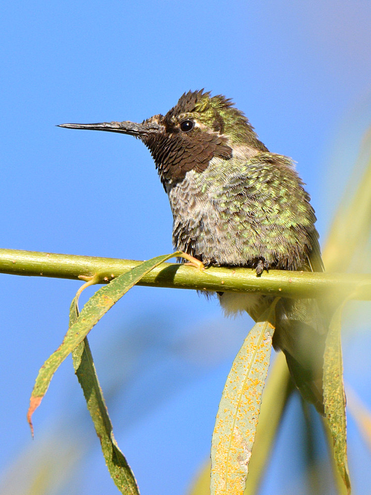 Hummer13.jpg