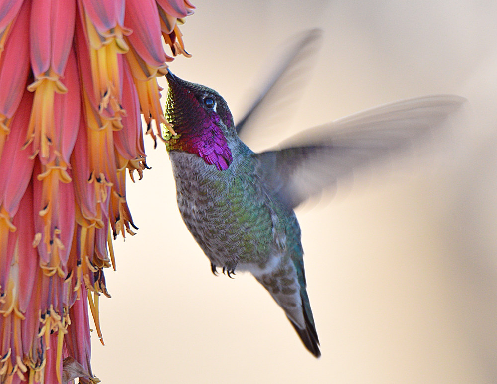 Hummer13.jpg