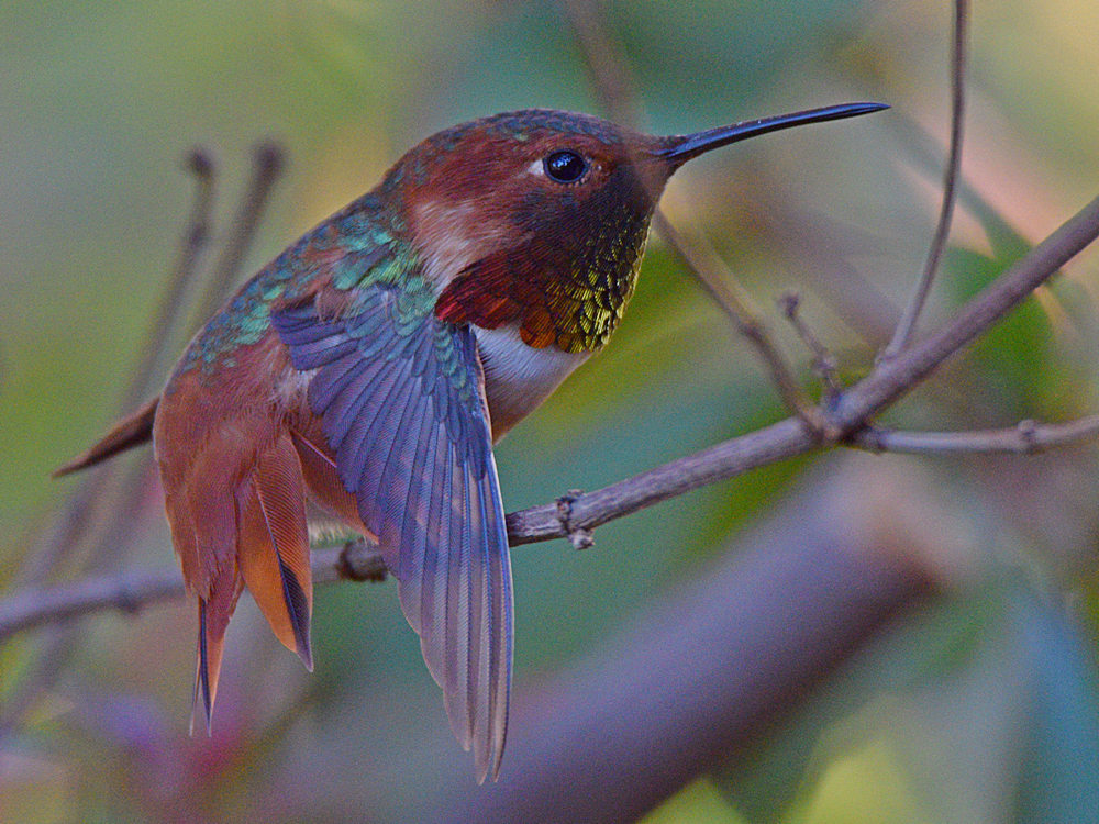 Hummer13.jpg