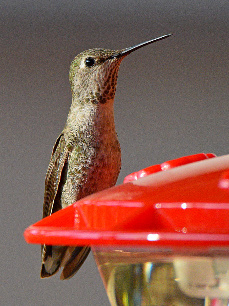Hummer13.jpg