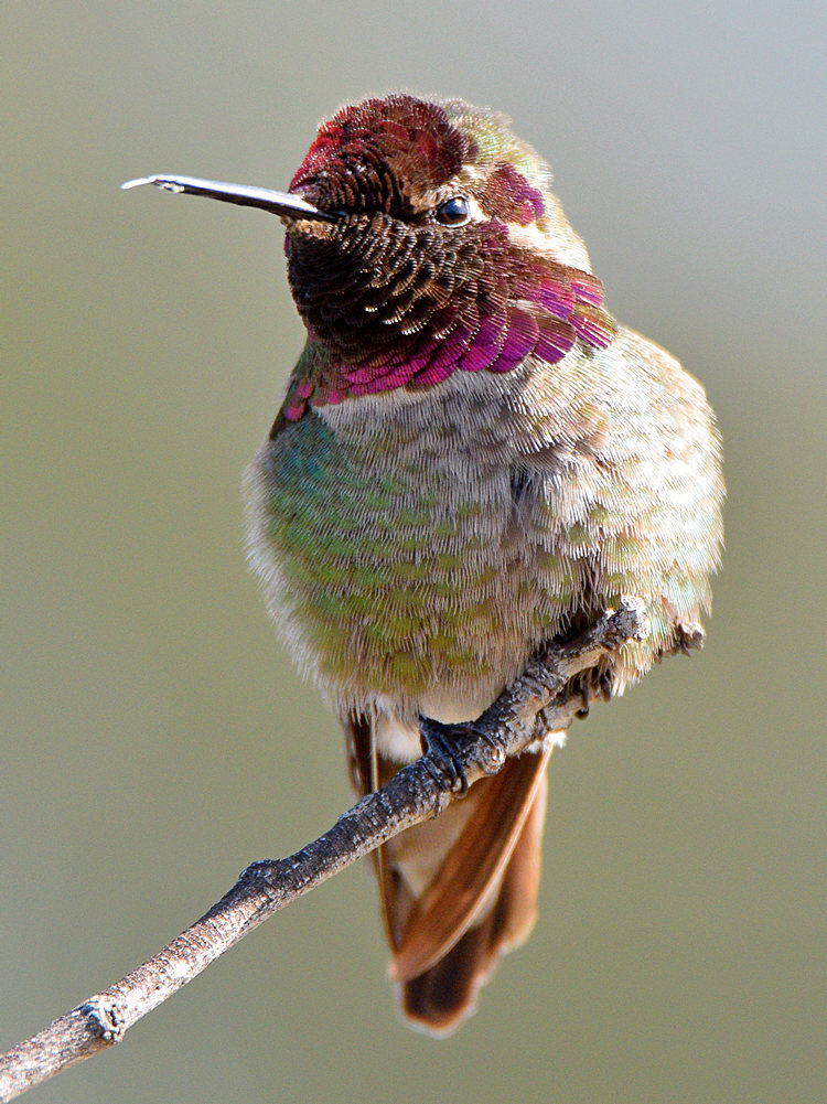 Hummer13.jpg