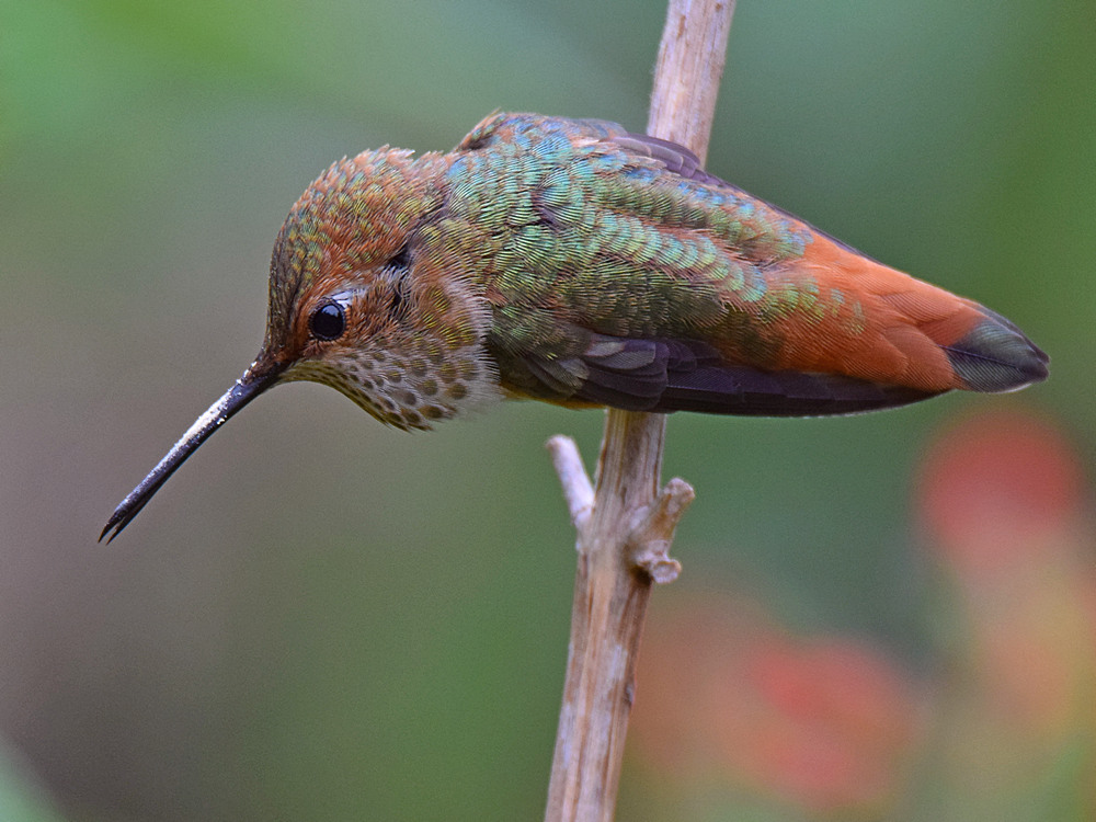 Hummer13.jpg