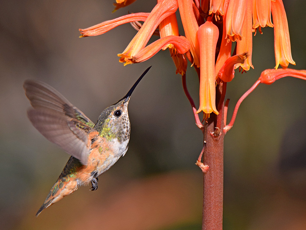 Hummer13.jpg