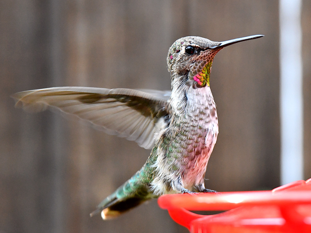 Hummer13.jpg