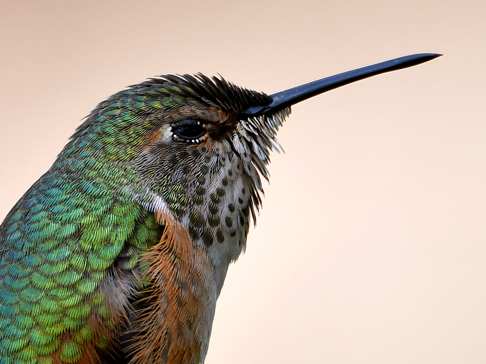 Hummer13.jpg