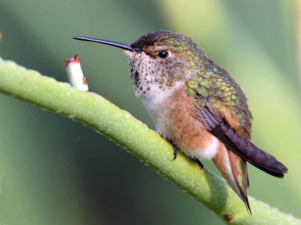 Hummer13.jpg