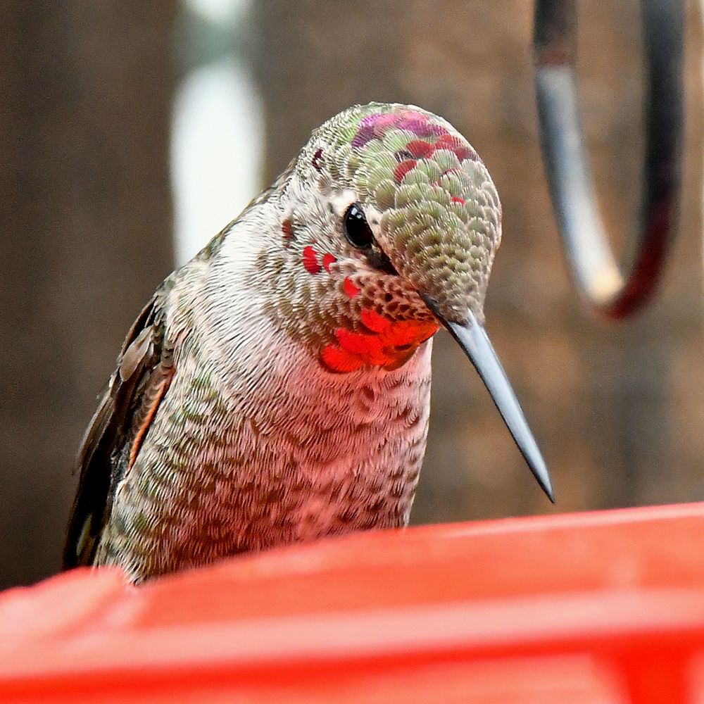 Hummer13.jpg