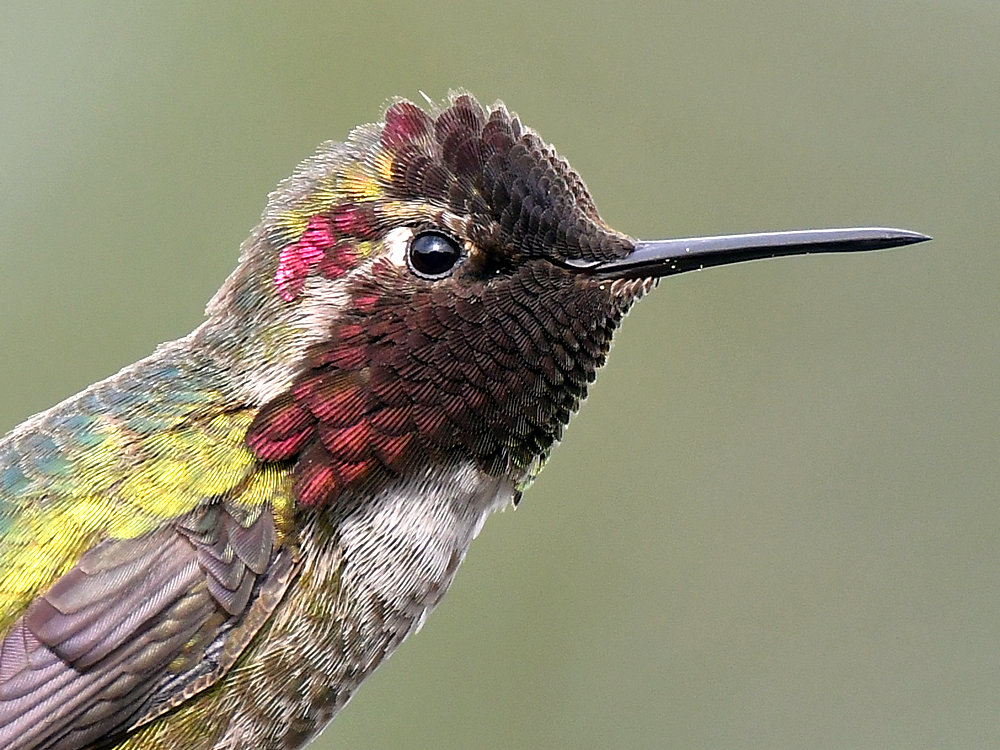 Hummer13.jpg