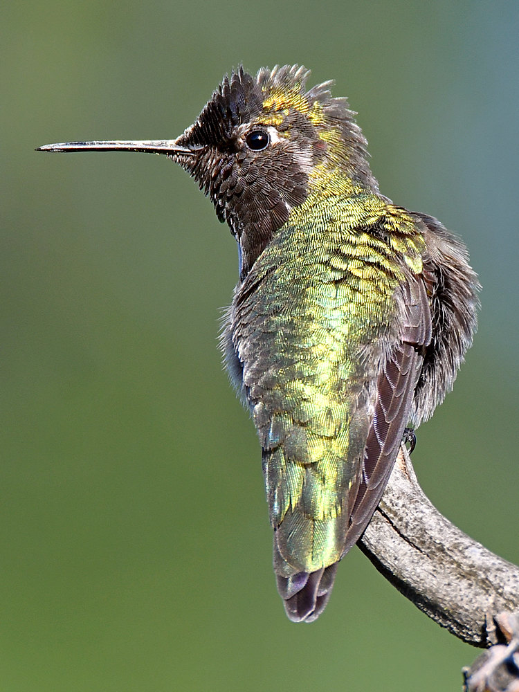 Hummer13.jpg