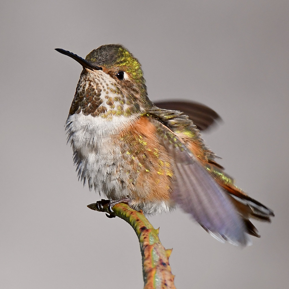 Hummer13.jpg