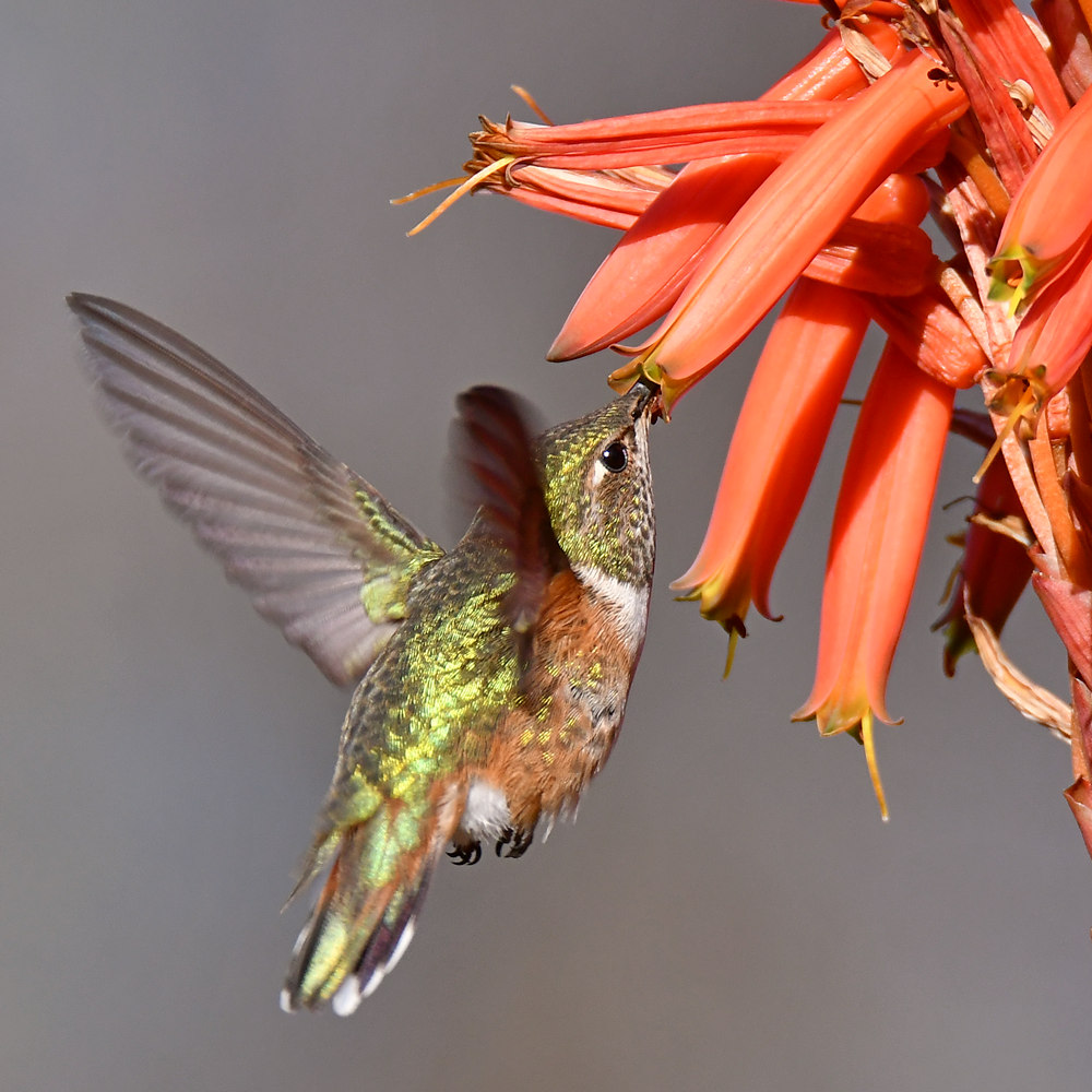Hummer13.jpg