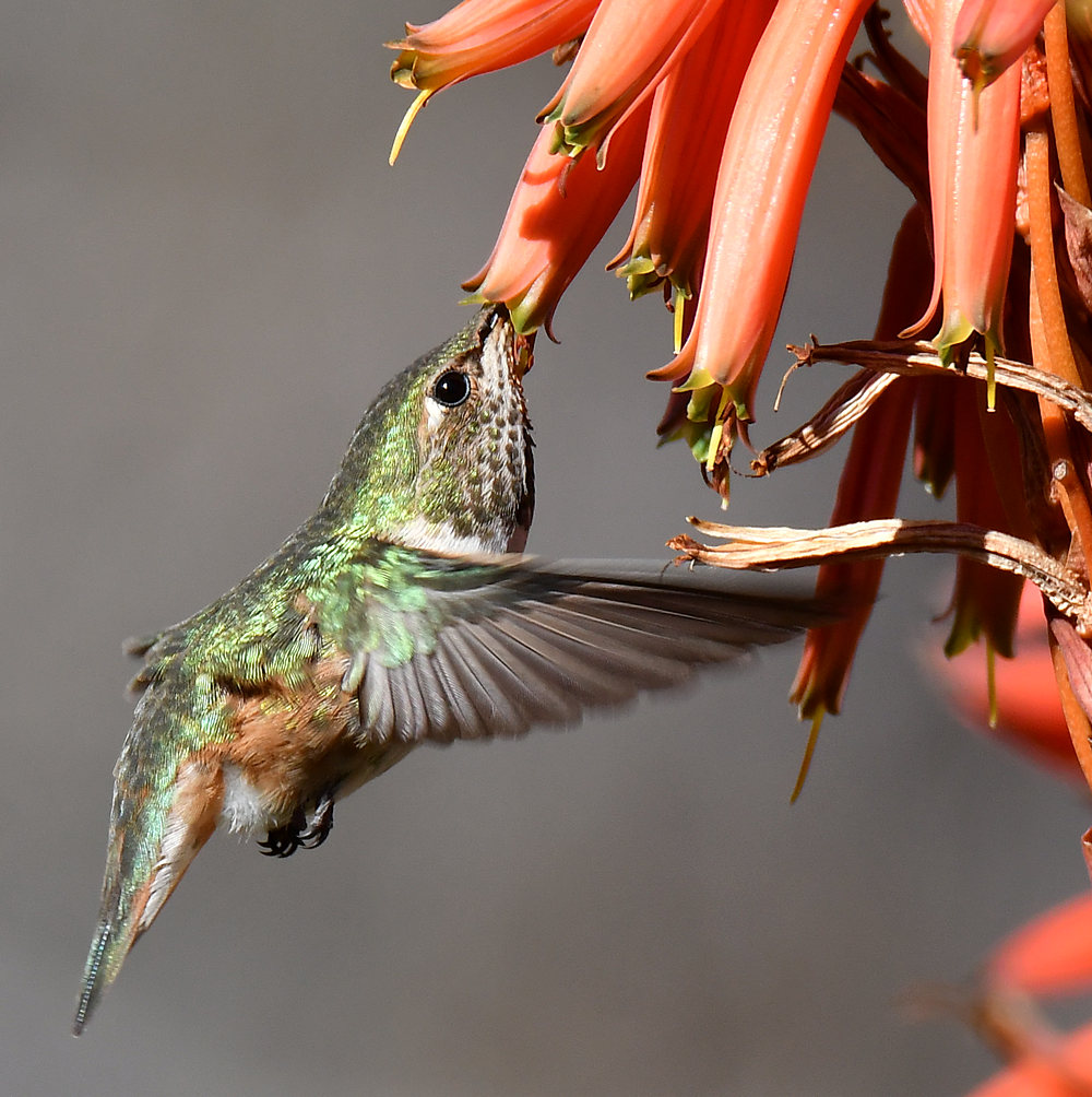 Hummer13.jpg