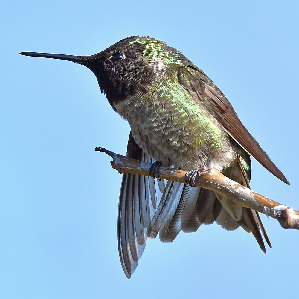 Hummer13.jpg