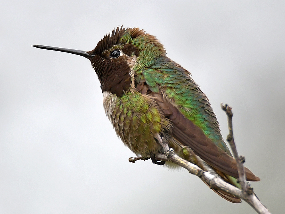 Hummer13.jpg