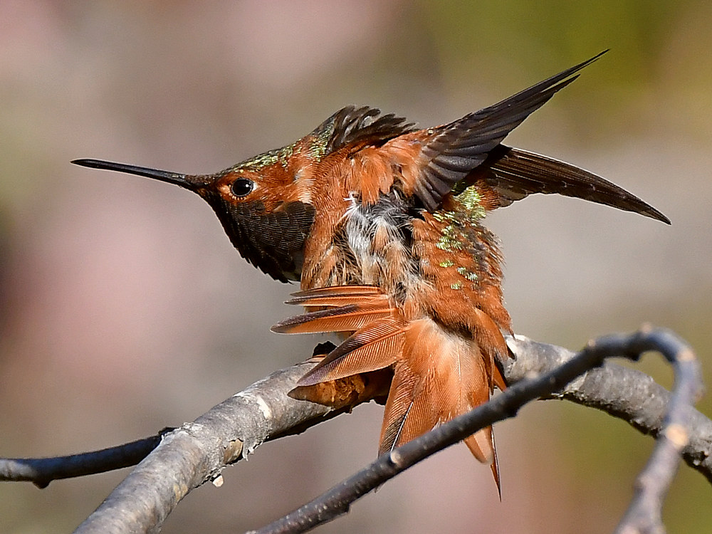Hummer13.jpg