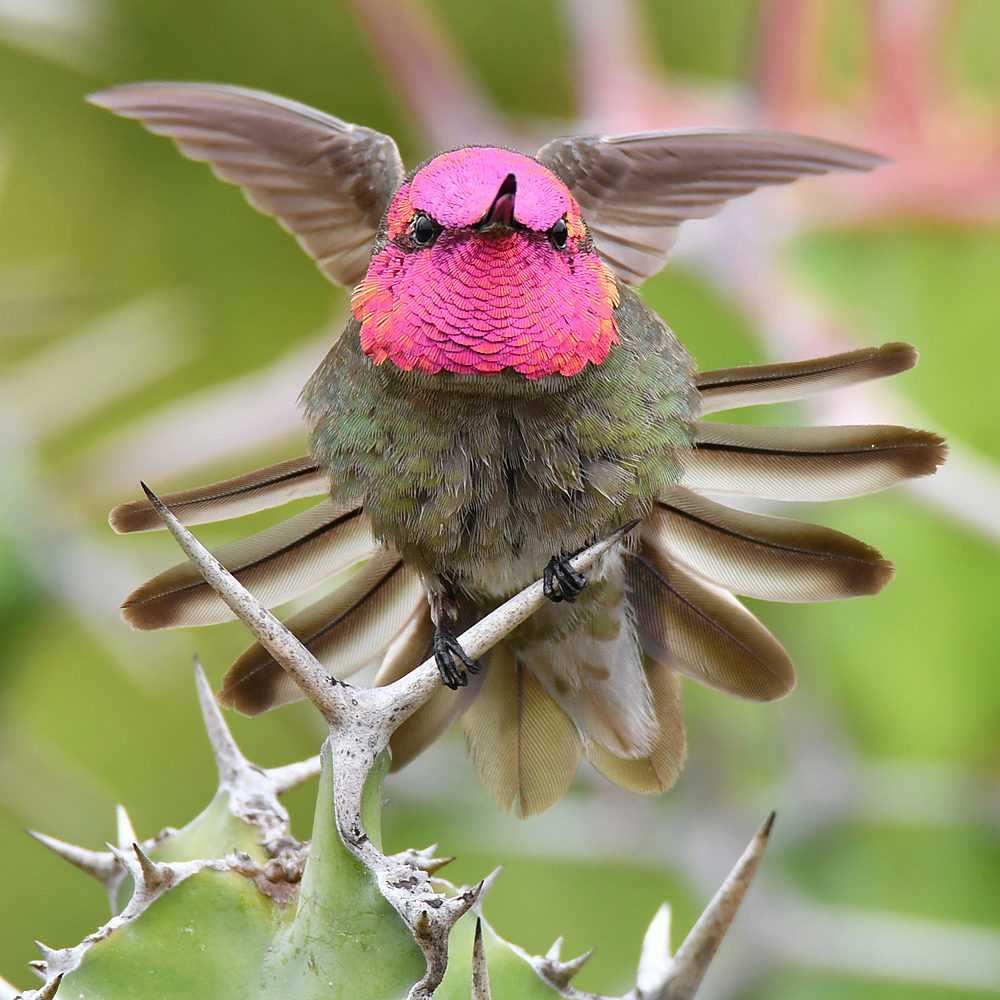 Hummer13.jpg