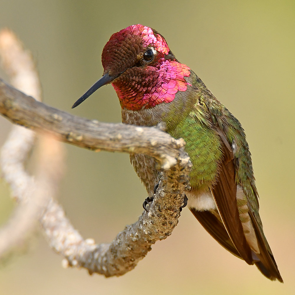 Hummer13.jpg