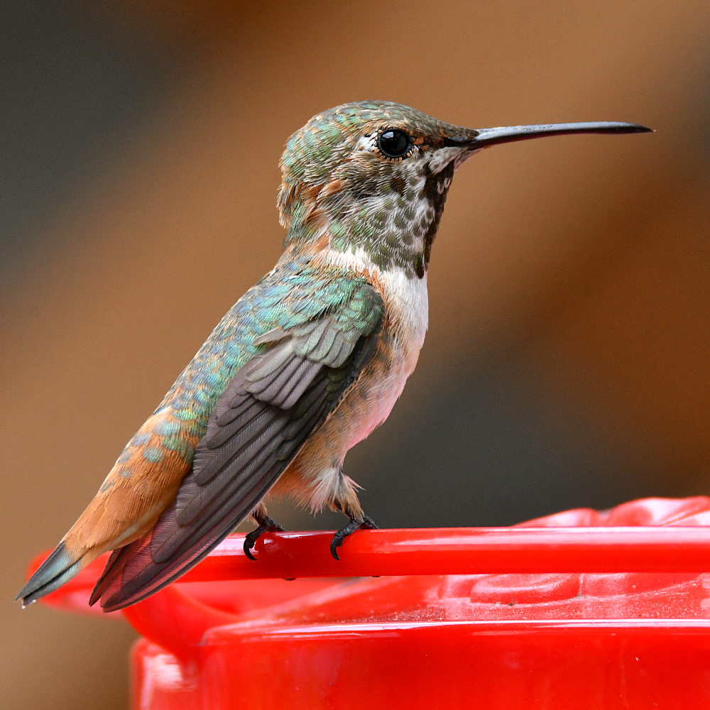 Hummer13.jpg