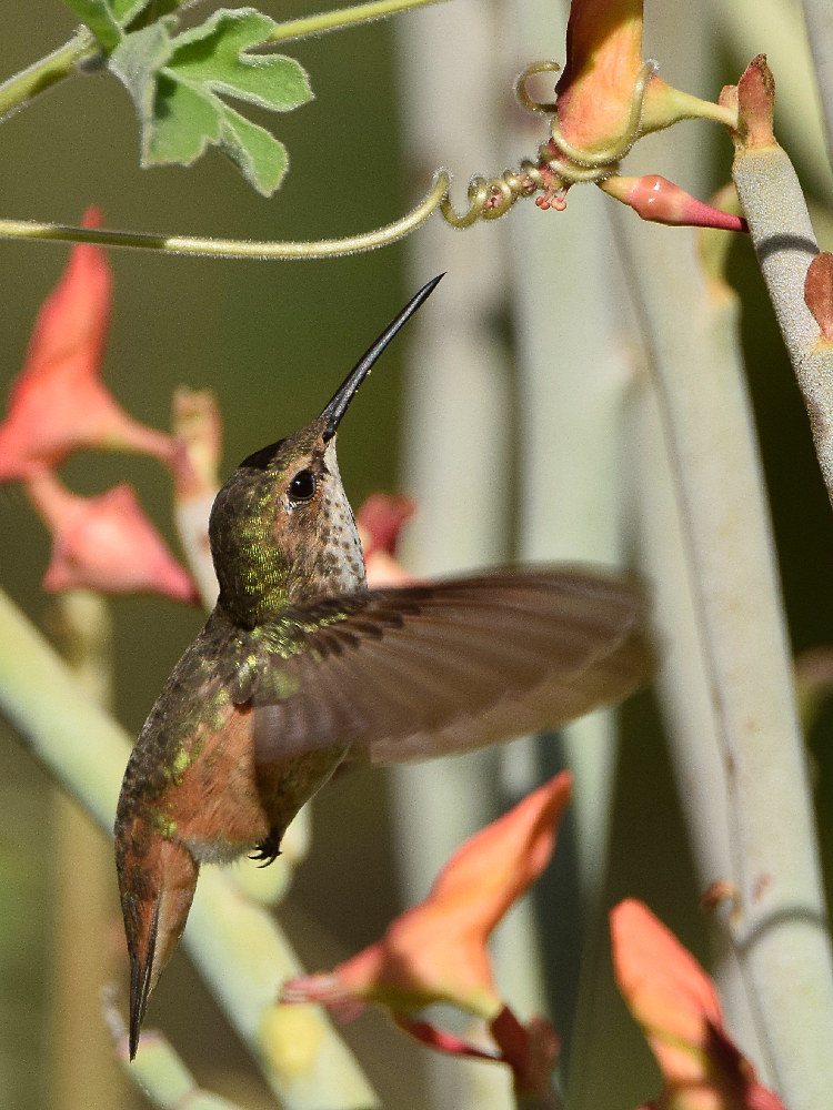 Hummer13.jpg