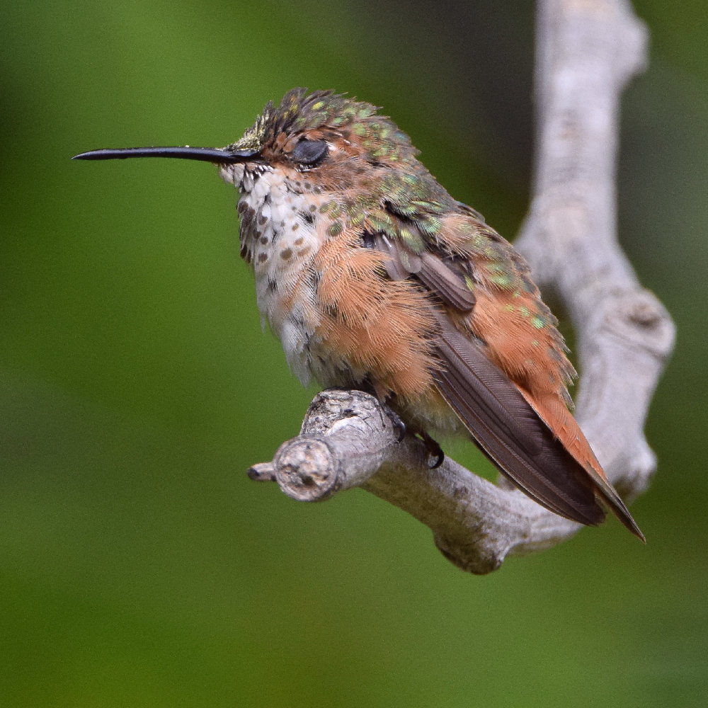 Hummer13.jpg