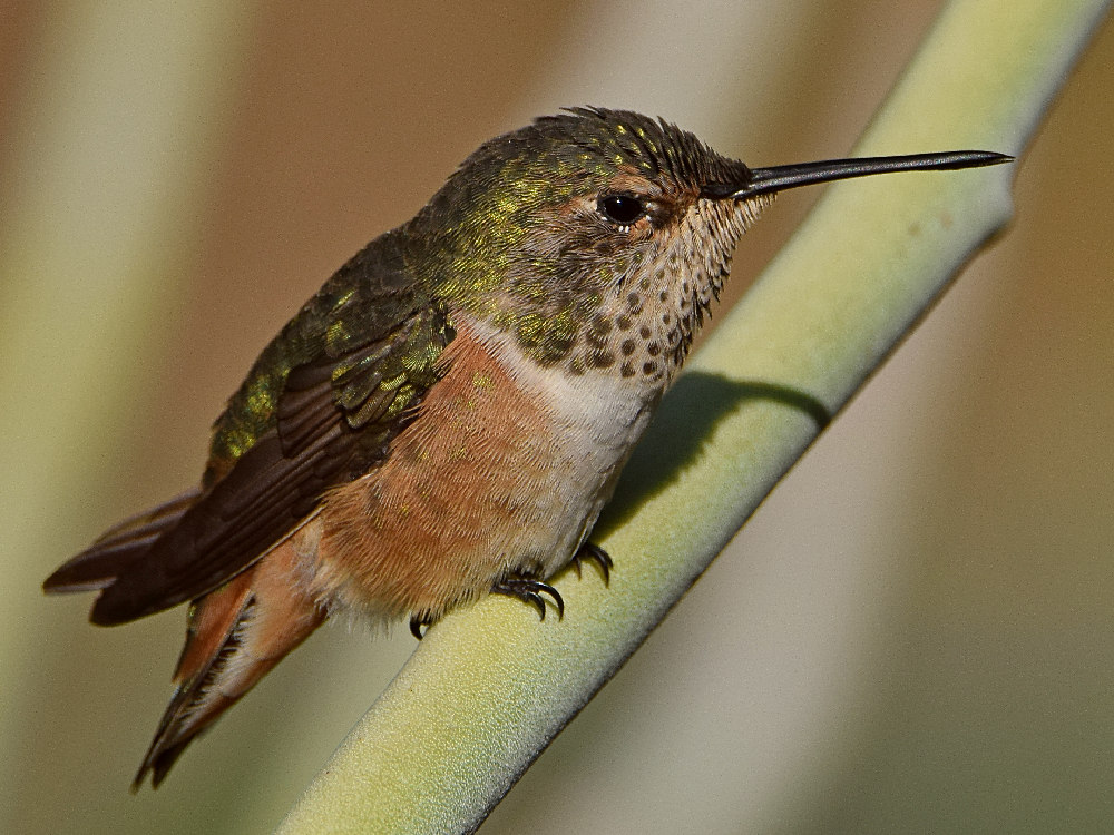 Hummer13.jpg