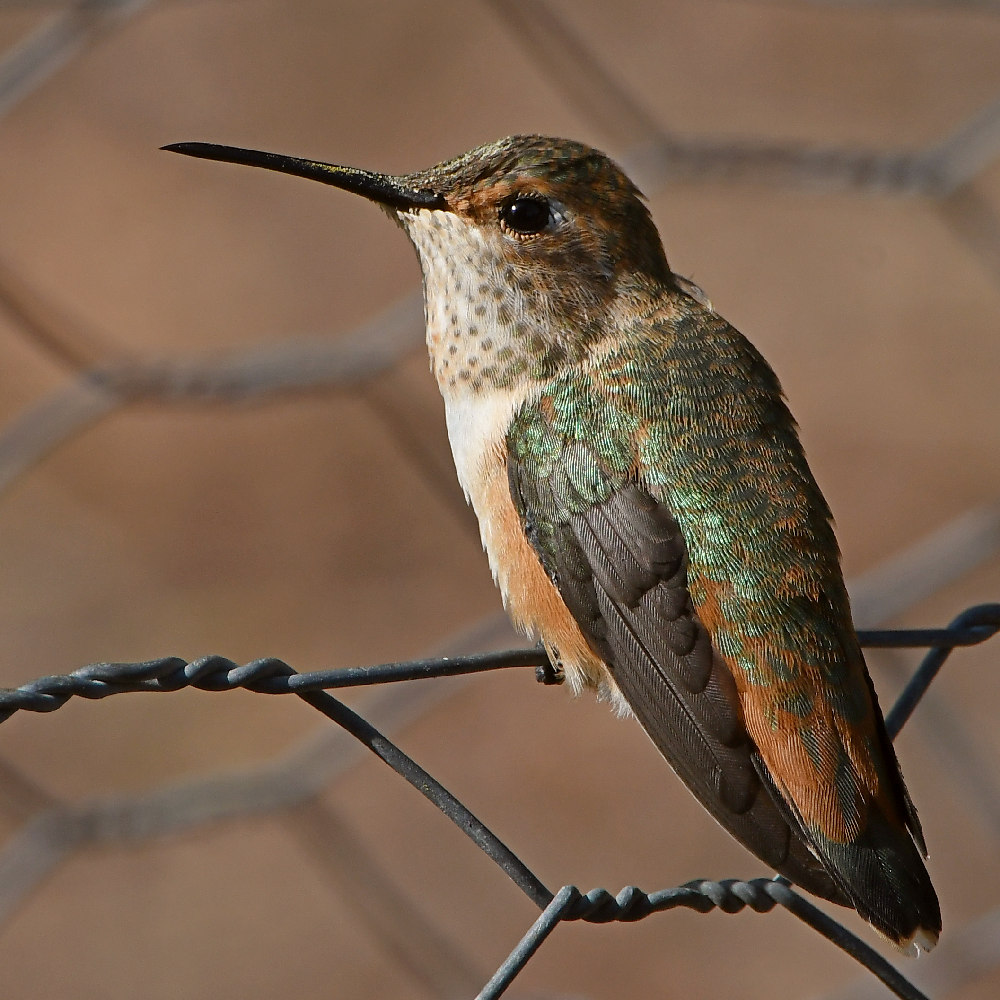 Hummer13.jpg
