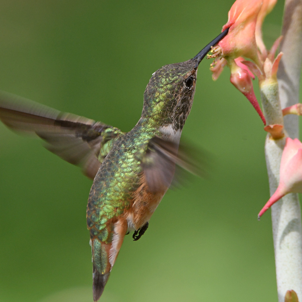 Hummer13.jpg