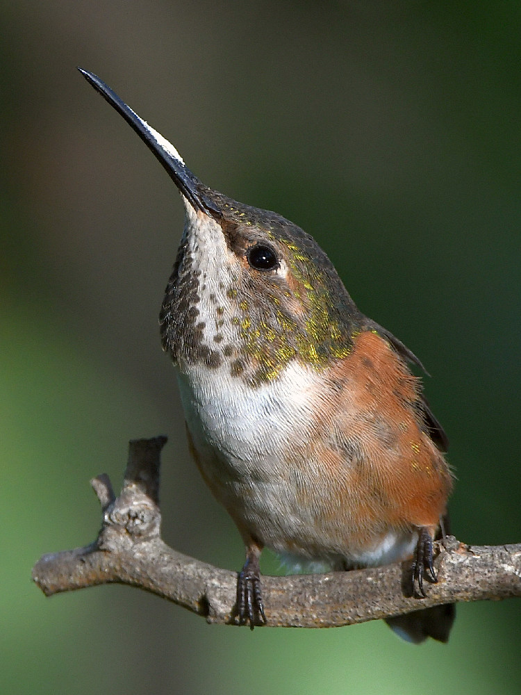 Hummer13.jpg